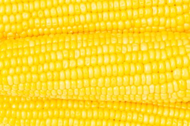 Extreme close up of corn cobs clipart