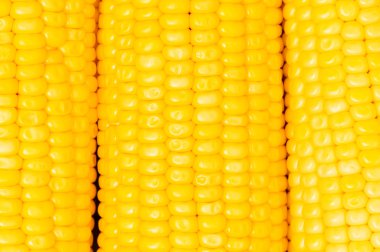 Extreme close up of corn cobs clipart