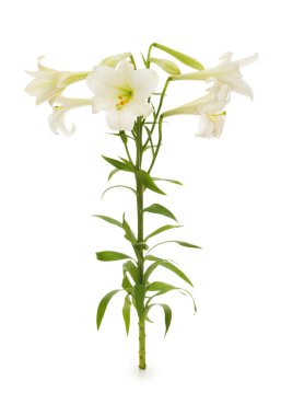 Lilies isolated on the white clipart