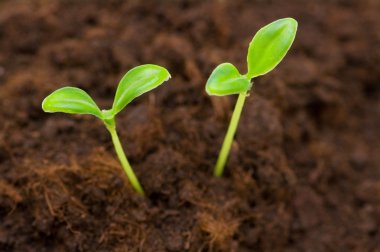 Green seedling growing out of the soil clipart