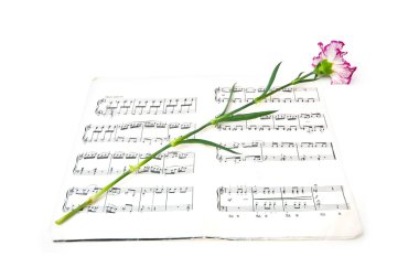 Romatic kavramı - karanfil çiçek