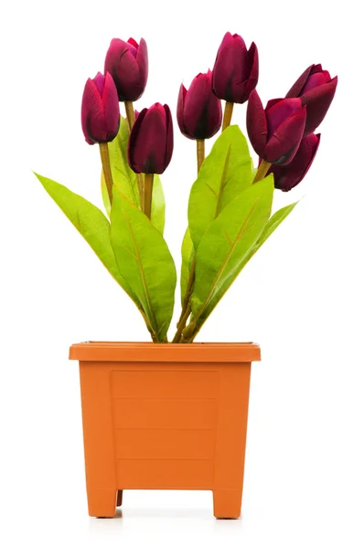 Topf mit Tulpen isoliert — Stockfoto