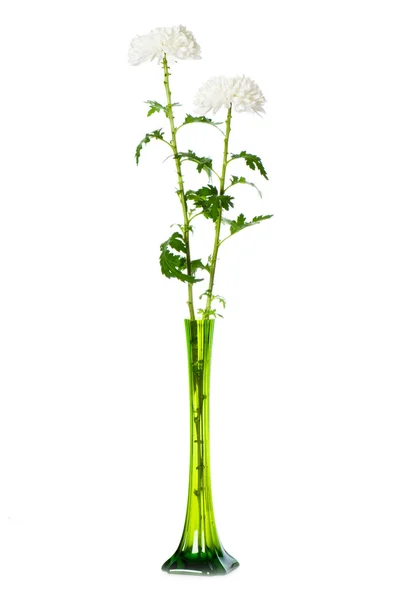緑の花瓶の菊 (菊) — ストック写真