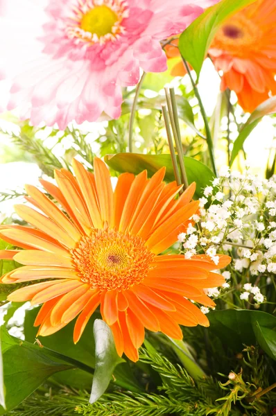오렌지 gerbera 꽃 — 스톡 사진