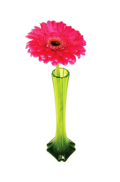 Red gerbera isolated on the white — Stock Photo, Image