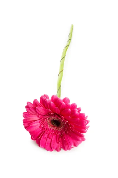 Гербера цветок изолирован на белом — стоковое фото