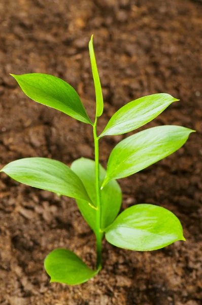 stock image Green seedling growing out of soil