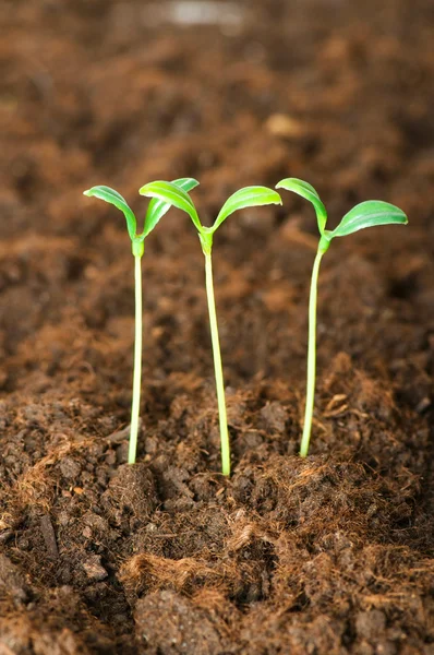 Groene zaailingen groeien uit de bodem — Stockfoto