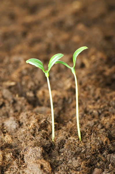 Green seedling growing out of soil — Stock Photo, Image