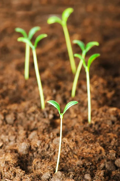 从土壤中生长的绿色幼苗 — 图库照片