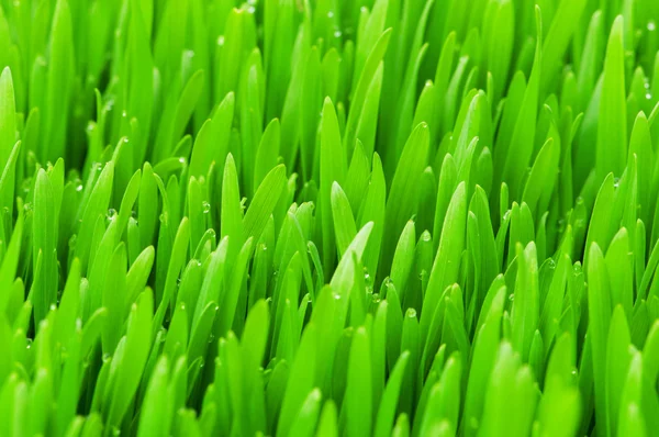 Крупним планом зелена трава — стокове фото