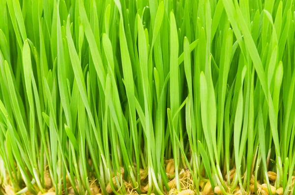 Närbild av grönt gräs — Stockfoto