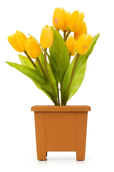 Topf mit Tulpen isoliert — Stockfoto