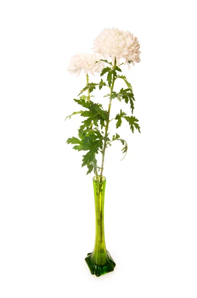 Krizantém (vagyunk) a zöld váza — Stock Fotó