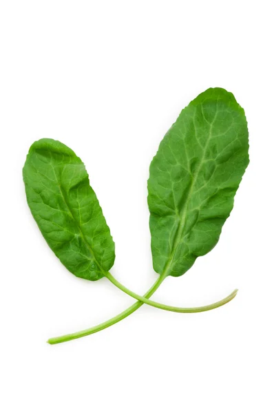 녹색 잎은 흰색 절연 — 스톡 사진
