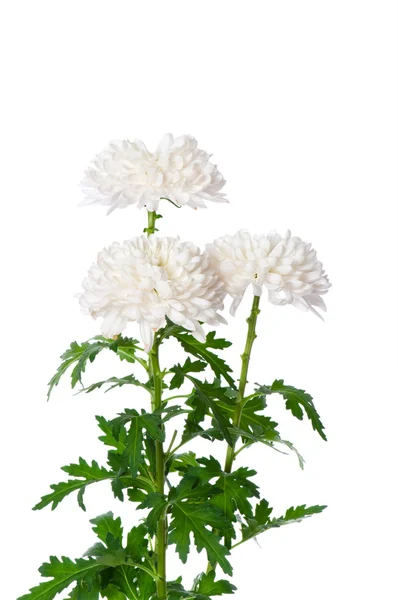 Chrysanthemum (mums) isolerade — Stockfoto
