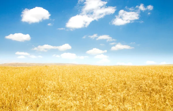 明るい日に麦畑 — ストック写真