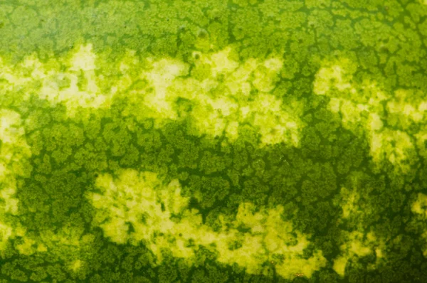 Närbild - huden på vattenmelon — Stockfoto