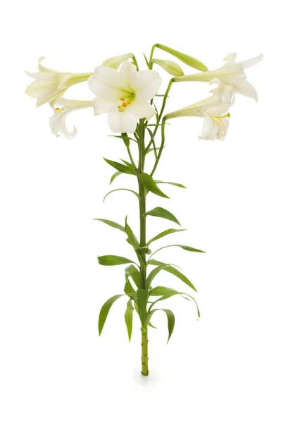 Лилии, изолированные на белом — стоковое фото