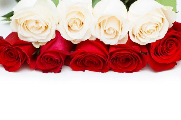 Rote und weiße Rosen vereinzelt — Stockfoto
