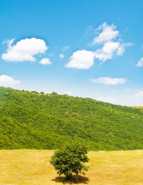 Einsamer Baum auf dem Weizenfeld — Stockfoto