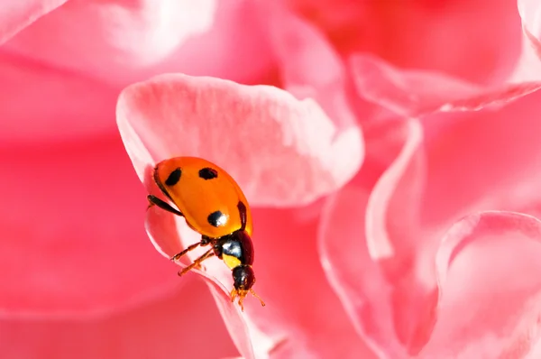 赤いバラの花びらのてんとう虫 — ストック写真