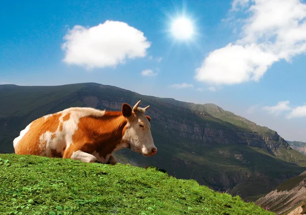 Корова пасется на зеленой траве — стоковое фото