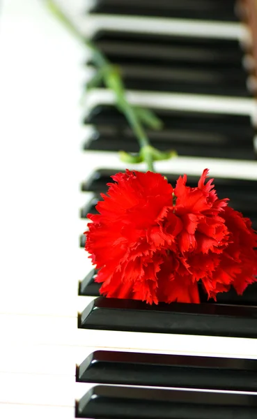Romantisches Konzept - Nelke auf dem Klavier — Stockfoto