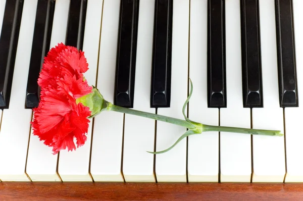 浪漫的概念-康乃馨在钢琴上 — 图库照片