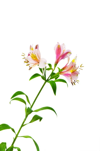 Barevná lilie izolovaných na bílém — Stock fotografie