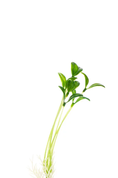 Green saplings isolated on the white — Stock Photo, Image