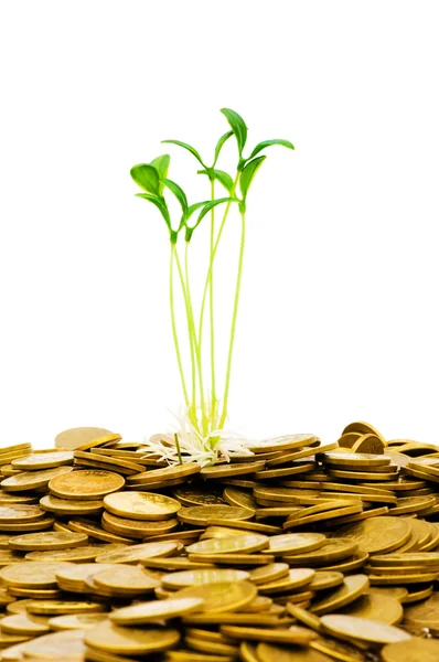 Green seedling growing from coins — Stock Photo, Image