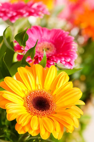 노란 gerbera 꽃 — 스톡 사진
