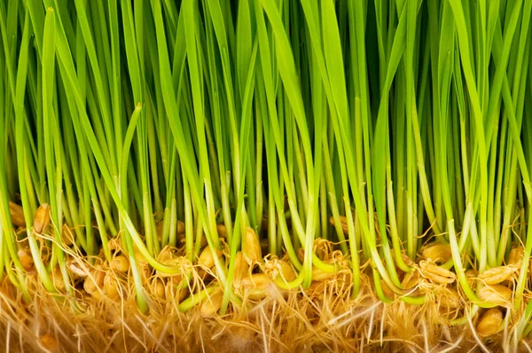 Grönt gräs närbild — Stockfoto