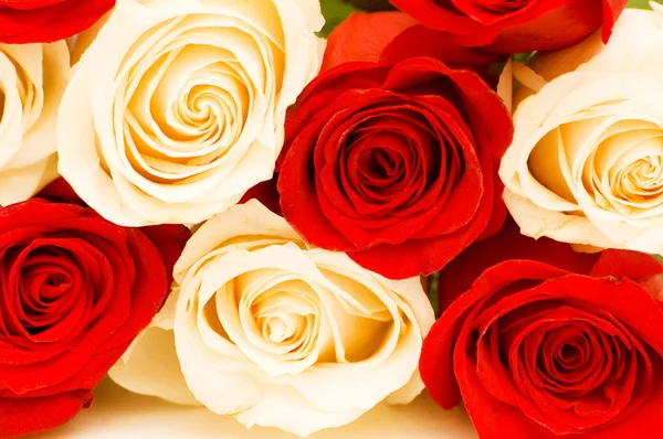 Fundo das rosas vermelhas e brancas — Fotografia de Stock