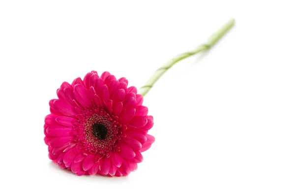Red gerbera isolated on the white — Stock Photo, Image