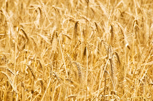 Пшеничное поле в светлый день — стоковое фото