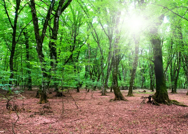 自然概念-绿色森林 — 图库照片