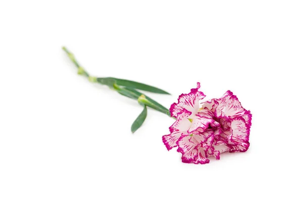 Stock image Red carnation isolated on the white