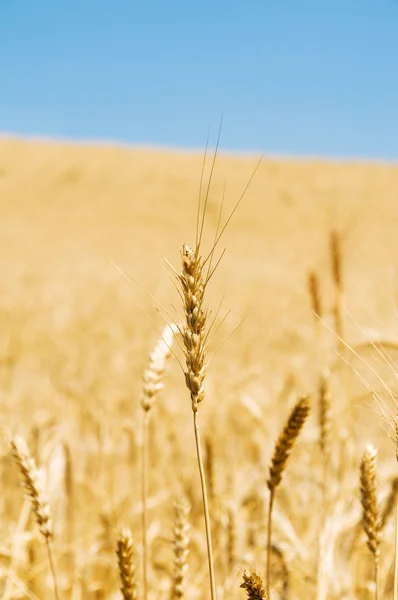 Weizenfeld am hellen Tag — Stockfoto