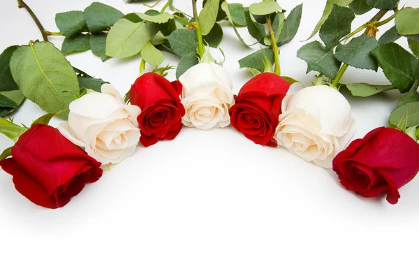 Róże ułożone na białym tle — Zdjęcie stockowe