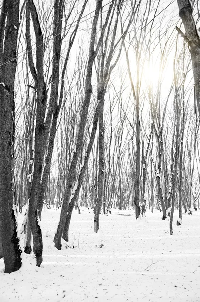 Skogen och solen genom träden — Stockfoto