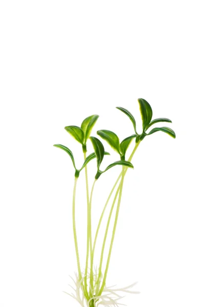 Green saplings isolated on the white — Stock Photo, Image