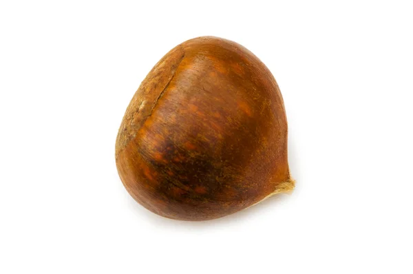 One chestnut isolated on the white — Stock Photo, Image