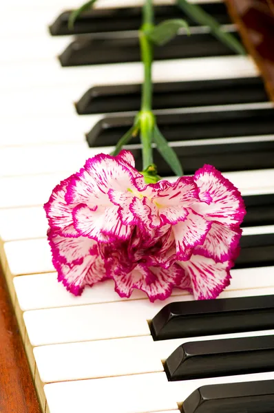 Романтична концепція - гвоздика на піаніно — стокове фото