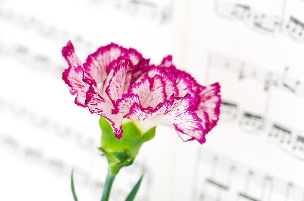 Red carnation flower on musical notes