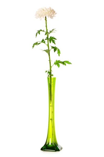 Chrysanthemum (mums) in green vase — Stock Photo, Image