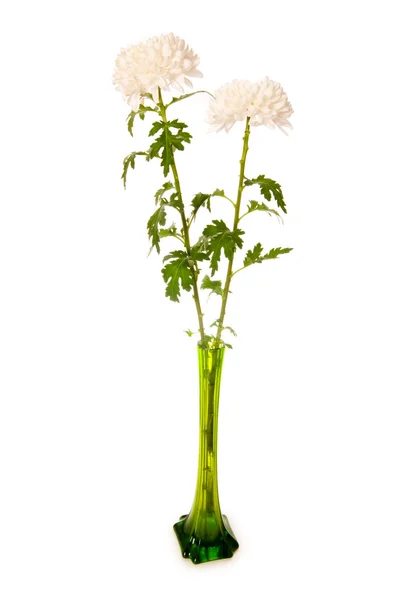 菊花 (菊花) 在绿色花瓶 — 图库照片