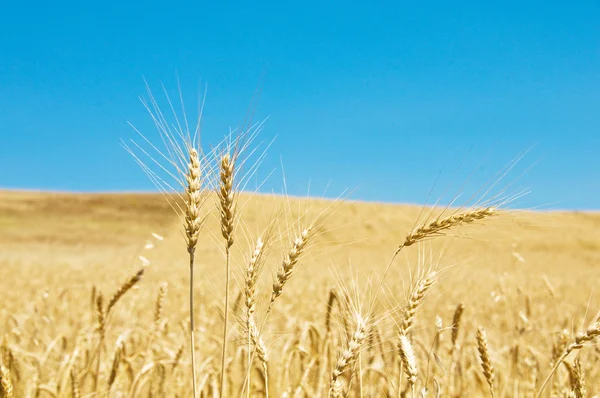 Wheat field on the bright day Royalty Free Stock Images