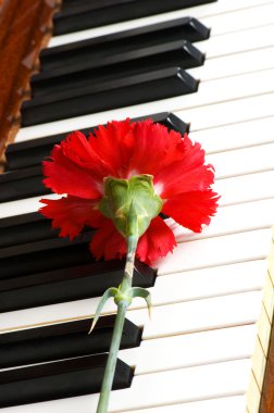 Romantic concept - carnation on piano clipart